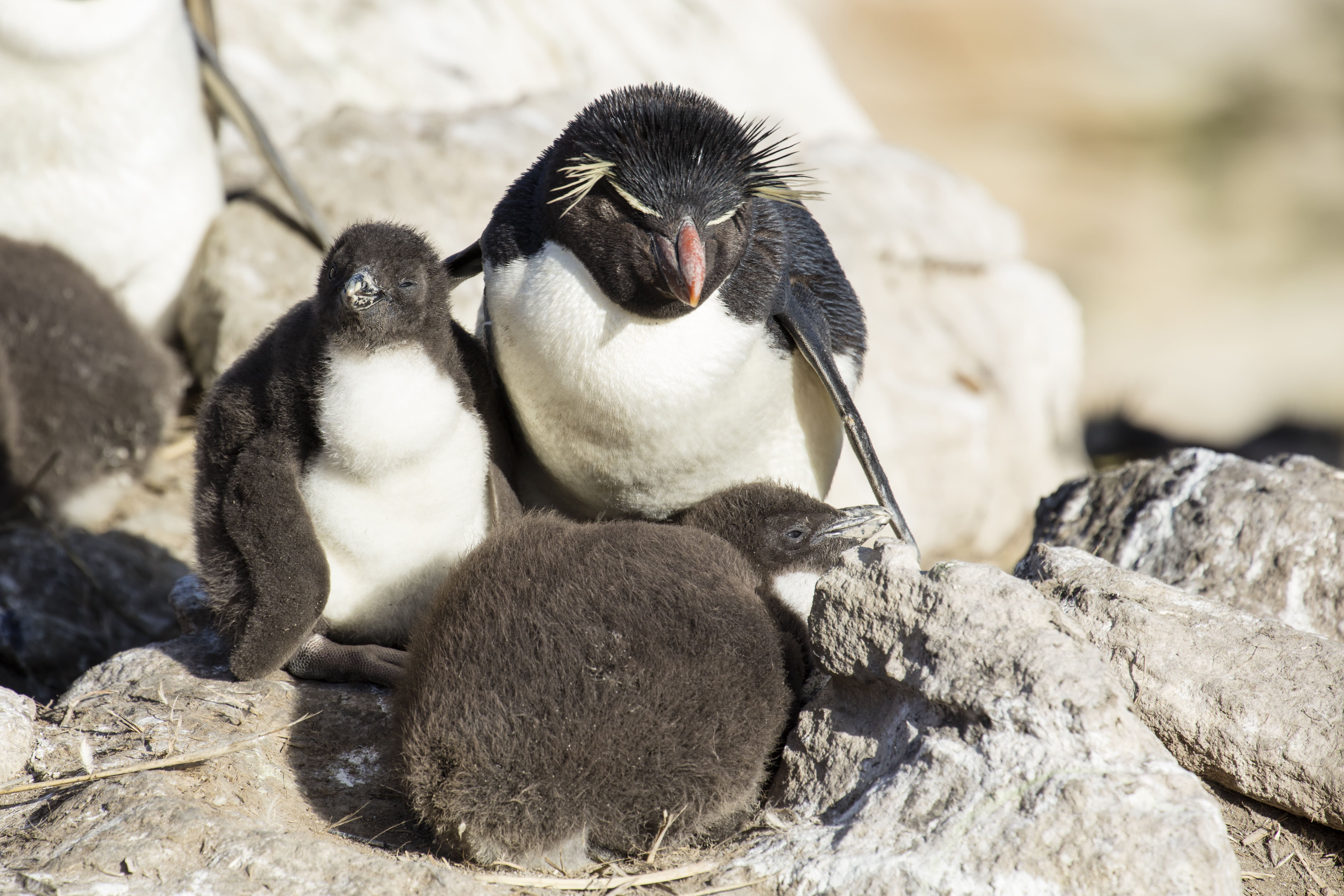 Hopper penguin hot sale