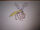 Falconfly (64 Zoo Lane)