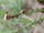 Ants are amazing-splash and bubbles amazon
