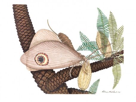 Oreogramma-on-a-Bennettitalean-Labandeira Malikul-630x473