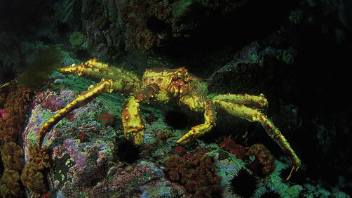 REDCRAB-Paralithodes camtschaticus, 1
