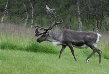 Reindeer-01