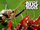 Bee-killer assassin bug