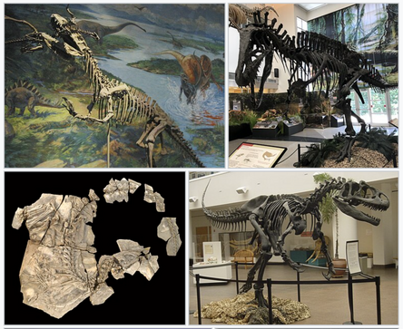 Carnosauria (sensu stricto) Infobox Panoply