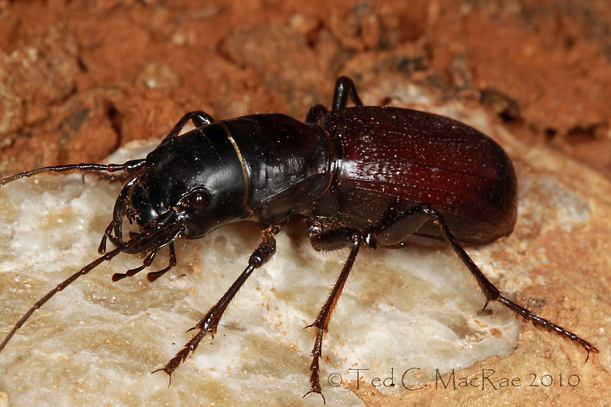 Gianttigerbeetle1