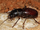 Giant tiger beetle
