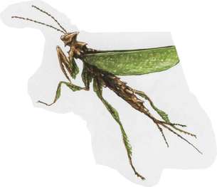 Mantis00bug