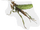 Fallow mantis