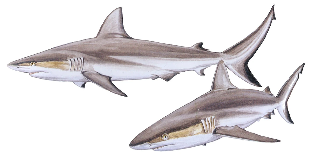 Grey reef shark questnew Wild Kratts New ideas by Matt Weaver Wiki