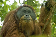ORANGUTAN