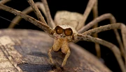 Orge-faced spider1