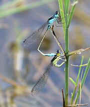 Common bluetail damselfly-3388-9