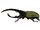 Hercules the giant beetle-wild kratts