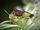 Ambush bug power-WK
