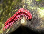 Dragonmillipede-1Desmoxytes purpurosea 01