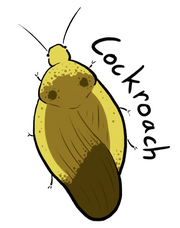 Cockroach1