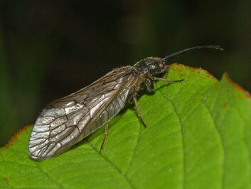 Alderfly-Sialidae - Sialis sp.