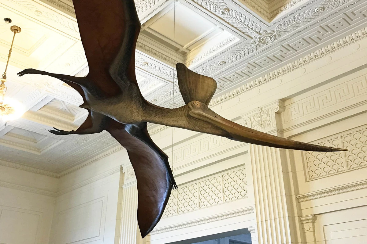 Pterra-Ridley Jones fanmade | New ideas by Matt Weaver Wiki | Fandom