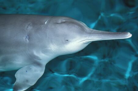 Qiqi, a Chinese River Dolphin (Baiji) 26