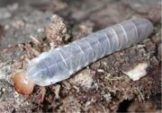 Bessbuglarva2654