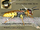 Bee-wolf preview wasp