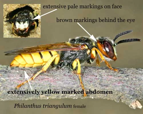 Bee-wolf preview wasp | New ideas by Matt Weaver Wiki | Fandom