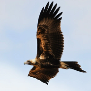 Eagle 1