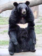 Asiaticblackbear1