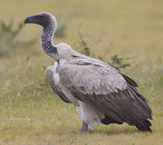 2012-white-backed-vulture