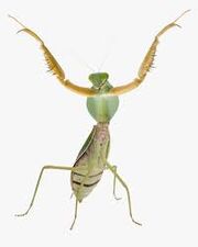 Mantispose1