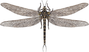 Meganeurites gracilipes restoration.webp