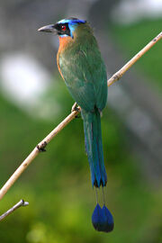 Blue-crowned Motmot back 2