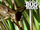 Bulldog raspy cricket-monster bug wars