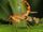 Flight of the scorpion flies-wild kratts