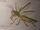 Megnatitan-scar isle insect