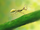 Cretaceous arthropods-the most extreme