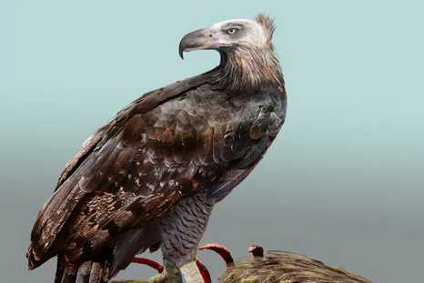 Haast'seagleidea1