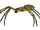 Ground-web spider
