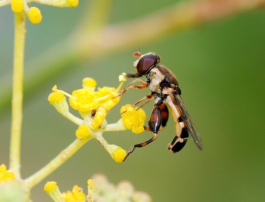 Hoverfly August 2007-8