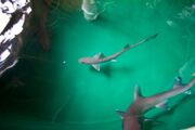 Sharkfest-Calvert-Marine-Museum 01 YourCalvert