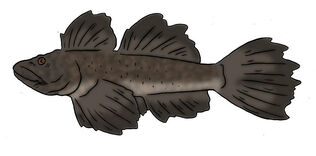 Skull island bestiary bitterfin goby by boverisuchus dfcj83m-414w-2x