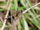 Black pondhawk-wild kratts bug adventures
