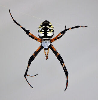 Garden-argiope-Spider b1