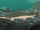 Alligator gar power swim-wild kratts