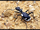 Egyptian Predatory Beetle