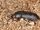 Darkling beetle hero-wild kratts bug adventures