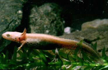 Newt-Mesotriton alpestris apuanus05