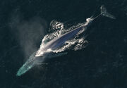 Blue whale adult1