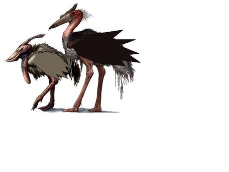 Carcass-storks