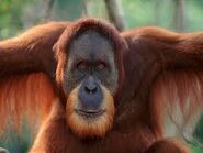 ORANGUTAN